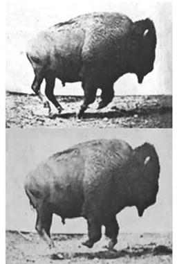 Buffalo Running