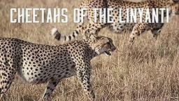 Cheetahs of the Linyanti