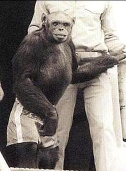 Humanzee: The Human Chimp