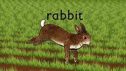 Rabbit