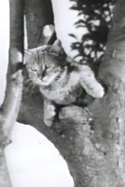 Wing, Claw and Fang!