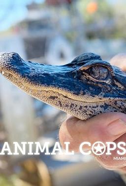 Animal Cops: Miami